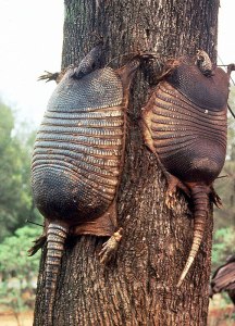 Armadill tree